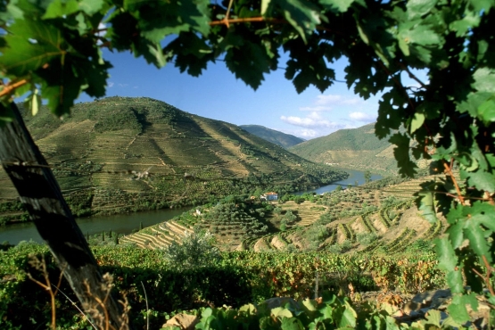 Old Liquors, Osborne, Vineyards